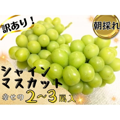 【2026年先行受付】お試しフルーツ王国岡山シャインマスカット1.2kg以上! 朝採れぶどう2〜3房【配送不可地域:離島】【1633322】岡山県津山市12000果物・フルーツマスカット・ぶどう