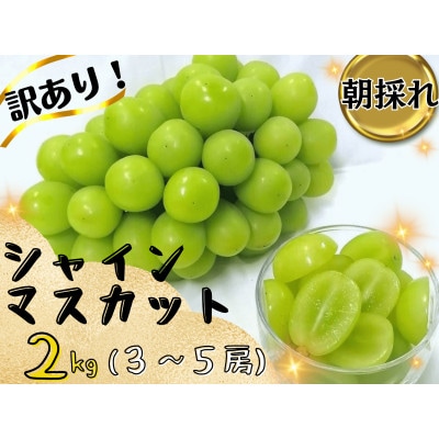 【2026年先行受付】お試しフルーツ王国岡山シャインマスカット2kg! 朝採れぶどう3〜5房【配送不可地域:離島】【1633324】岡山県津山市19000果物・フルーツマスカット・ぶどう