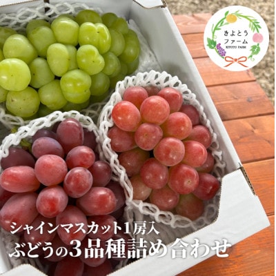 yƂt@[zԂǂ3il(VC}XJbg)3-5[/v2kg`(RY)yzsnFzy1678561zRÎRs18000ʕEt[c}XJbgEԂǂ