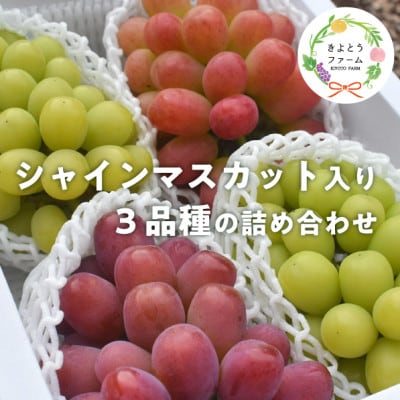 【きよとうファーム】ぶどう3品種詰合せ(シャインマスカット入)3-5房入/計2.4kg〜(岡山県産)【配送不可地域:離島】【1678569】岡山県津山市22000果物・フルーツマスカット・ぶどう