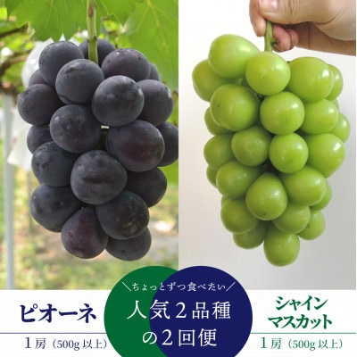 【発送月固定定期便】【きよとうファーム】ピオーネとシャインマスカットの1房ずつのお試し便!全2回【配送不可地域:離島】【4065360】岡山県津山市20000果物・フルーツマスカット・ぶどう