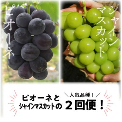 【発送月固定定期便】ピオーネとシャインマスカットのずっしり大サイズ2房が届く(岡山県産)全2回【配送不可地域:離島】【4067477】岡山県津山市32000果物・フルーツマスカット・ぶどう