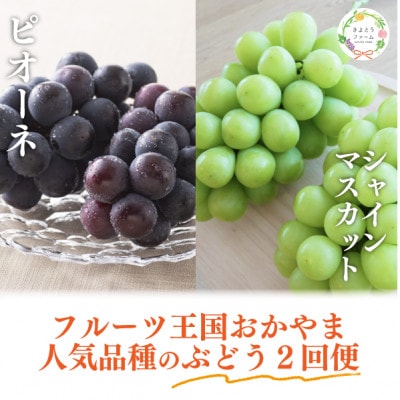 【発送月固定定期便】【きよとうファーム】ピオーネとシャインマスカット大2房の定期便(岡山県産)全2回【配送不可地域:離島】【4067688】岡山県津山市33000果物・フルーツマスカット・ぶ