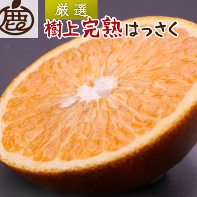 厳選 樹上完熟はっさく2.5kg+250g(傷み補償分)【有田の春みかん・五月八朔・木生りはっさく】【1169141】和歌山県日高町9000果物・フルーツみかん・柑橘類