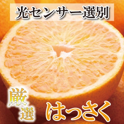 <1月より発送>厳選 はっさく5.5kg+165g(傷み補償分)【春みかん】【八朔みかん】【配送不可地域:離島・北海道・沖縄】【1169144】和歌山県日高町10000果物・フルーツみかん・柑橘類
