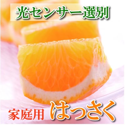 <1月より発送>家庭用 はっさく6.5kg+195g(傷み補償分)【春みかん】【訳あり】【配送不可地域:離島・北海道・沖縄】【1169145】和歌山県日高町10000果物・フルーツみかん・柑橘類