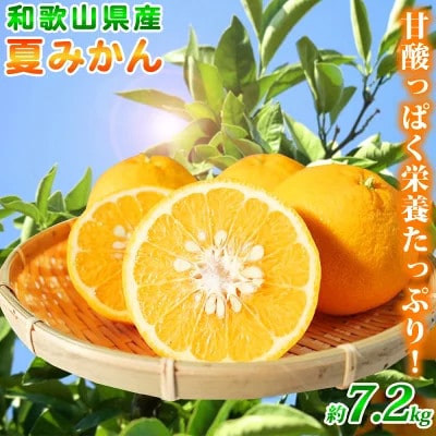 【2026年4月中旬より発送】夏みかん7.2kg【日高町】【1216956】和歌山県日高町14000果物・フルーツみかん・柑橘類
