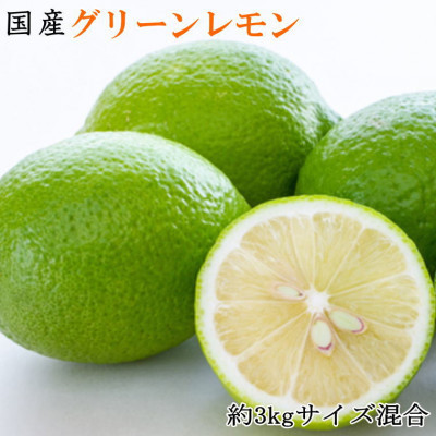 【産直】和歌山産グリーンレモン約3kg(サイズ混合)【日高町】【1217457】和歌山県日高町13000果物・フルーツみかん・柑橘類