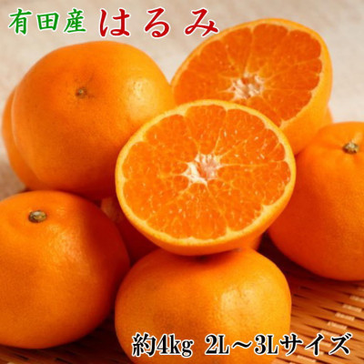 【厳選・濃厚】紀州有田産のはるみ約4kg(サイズおまかせ)(日高町)【1220500】和歌山県日高町17000果物・フルーツみかん・柑橘類