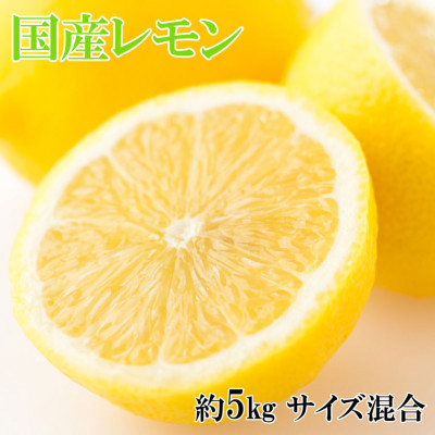 【産直】和歌山産レモン約5kg(サイズ混合)【日高町】【1220501】和歌山県日高町15000果物・フルーツみかん・柑橘類