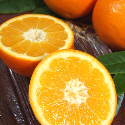 ɗ\(悩)[8kg]a̎RLcYt݂(ʎTCY܂)y1223180za̎R21000ʕEt[c݂Ek