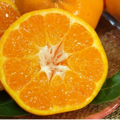 ͂[4kg]a̎RLcYt݂(ʎTCY܂)y1223479za̎R15000ʕEt[c݂Ek