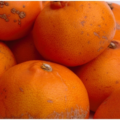 <2月発送>家庭用 せとか2kg+60g(傷み補償分)【光センサー選果】【訳あり】【1241525】和歌山県日高町10000果物・フルーツみかん・柑橘類