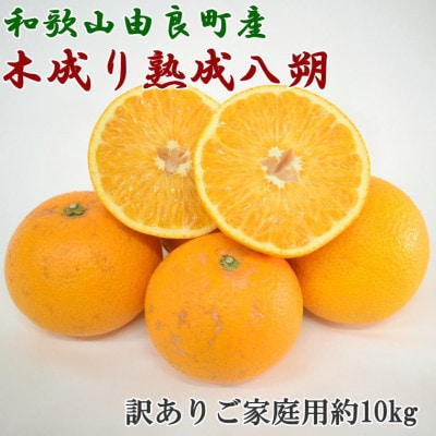 【先行受付】産直 和歌山県由良町産の木成り熟成八朔約10kg(サイズ混合・訳ありご家庭用)(日高町)【1298238】和歌山県日高町14000果物・フルーツみかん・柑橘類