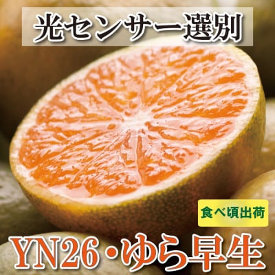 <2024年9月より発送>家庭用 極早生有田みかん5kg+150g(傷み補償分)【わけあり・訳あり】【配送不可地域:離島・北海道・沖縄】【1313185】和歌山県日高町11000果物・フルーツみかん・柑橘類