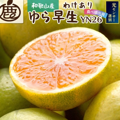 <2024年9月より発送>家庭用 極早生有田みかん4.5kg+135g(傷み補償分)【訳あり】【配送不可地域:離島・北海道・沖縄】【1440316】和歌山県日高町10000果物・フルーツみかん・柑橘類