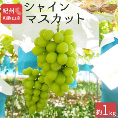 紀州和歌山産シャインマスカット 約1kg【配送不可地域:離島・北海道・沖縄】【1469891】和歌山県日高町18000果物・フルーツマスカット・ぶどう