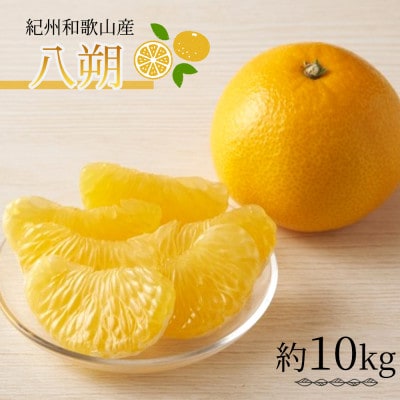 紀州和歌山産八朔(はっさく)約10kg【1469894】和歌山県日高町17000果物・フルーツみかん・柑橘類