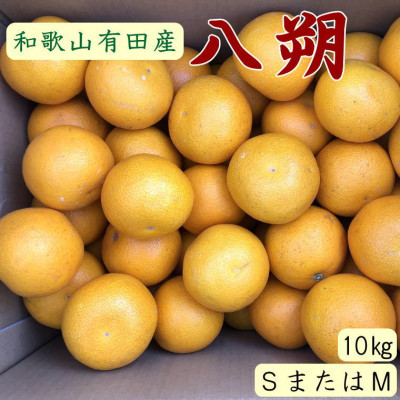 【日高町】【手選果】有田産の八朔約10kg(SまたはMサイズいずれかお届け)【1481683】和歌山県日高町14000果物・フルーツみかん・柑橘類