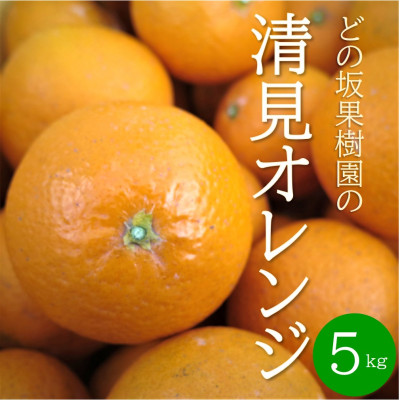 【2026年3月以降出荷】どの坂果樹園の清見オレンジ 5kg(サイズ混合)【1492088】和歌山県日高町10000果物・フルーツみかん・柑橘類