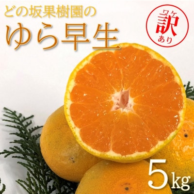 10月下旬より順次発送【先行受付】訳あり どの坂果樹園のゆら早生みかん 5kg【配送不可地域:離島・北海道・沖縄】【1492474】和歌山県日高町7000果物・フルーツみかん・柑橘類