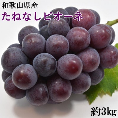 yVNEYza̎RY˂ȂsI[l3kg(4[`7[)()y2026NxzyzsnFEkCEzy1493706za̎R25000ʕEt[c}XJbgEԂ