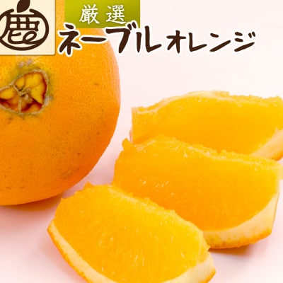 厳選 ネーブルオレンジ5kg+250g(傷み補償分)【光センサー選別】【柑橘・ジュース】【1531945】和歌山県日高町17000果物・フルーツみかん・柑橘類