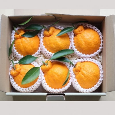 【2026年3月〜4月発送】採れたて新鮮 濃厚な甘さ 超熟しらぬい 2kg 農家直送 和歌山県産【1545879】和歌山県日高町16000果物・フルーツみかん・柑橘類