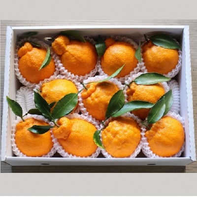 y2026N3`4ẑꂽĐVN ZȊÂ nʂ 3kg _ƒ a̎RYy1545881za̎R21000ʕEt[c݂Ek