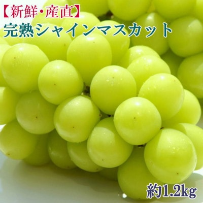 和歌山県産完熟シャインマスカット約1.2kg(日高町)【配送不可地域:離島・北海道・沖縄】【1564568】和歌山県日高町18000果物・フルーツマスカット・ぶどう