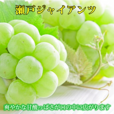 IB炬R̐˃WCAc 2kgyzsnFEkCEzy1607881za̎R20000ʕEt[c}XJbgEԂǂ