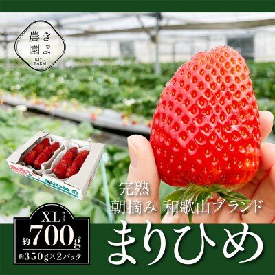 先行受付 大粒まりひめイチゴ 朝摘 6個〜11個入×2パック【配送不可地域:離島】【1616658】和歌山県日高町14000果物・フルーツいちご