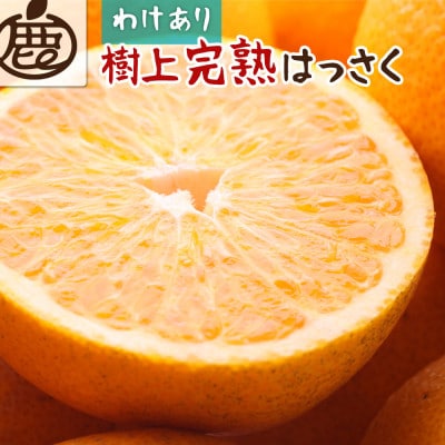 家庭用 樹上完熟はっさく2.5kg+250g(傷み補償分)【有田の春みかん・五月八朔】【訳あり】【配送不可地域:離島・北海道・沖縄】【1646089】和歌山県日高町8000果物・フルーツみかん・柑橘類