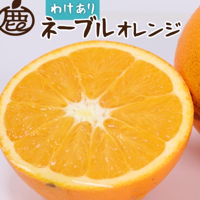 家庭用 ネーブルオレンジ2.5kg+250g(傷み補償分)【光センサー】【訳あり】【1646896】和歌山県日高町9000果物・フルーツみかん・柑橘類