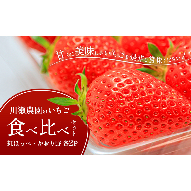 川瀬農園のいちご食べ比べセット 4パック(紅ほっぺ・かおり野 各2P)滋賀県米原市16000果物・フルーツいちご