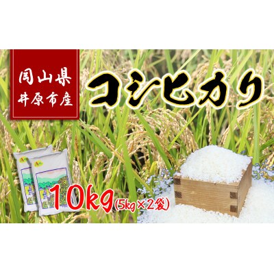 井原市美星町産コシヒカリ10kg(5kg×2袋)【1298175】岡山県井原市14000米・パン白米