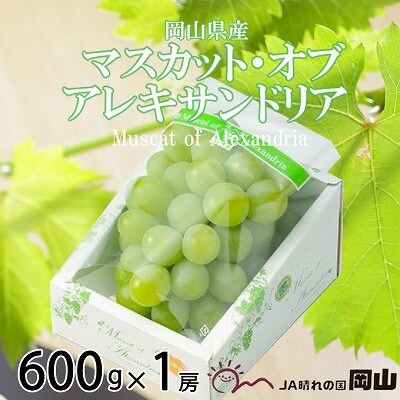 【2026年6月下旬より順次発送】岡山県産 マスカット・オブ・アレキサンドリア 600g×1房【配送不可地域:離島・北海道・沖縄】【1365407】岡山県井原市15000果物・フルーツマスカット・ぶどう