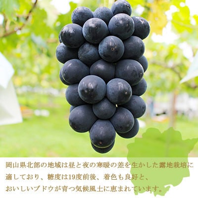 岡山県産 ブラックビート 1.5kg(3房〜6房)【配送不可地域:離島・北海道・沖縄】【1400338】岡山県井原市17000果物・フルーツマスカット・ぶどう