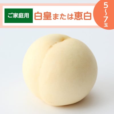【ご家庭用】岡山白桃「白皇もしくは恵白」5〜7玉(2026年8月中旬頃から順次発送予定)【配送不可地域:離島】【1467345】岡山県井原市14000果物・フルーツもも・すもも