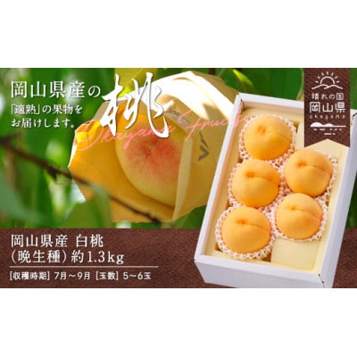 【2026年発送】岡山県産 白桃(晩生種) 約1.3kg(5〜6玉)【配送不可地域:離島】【1493191】岡山県井原市17000果物・フルーツもも・すもも