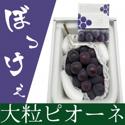 岡山県産 ぼっけえ大粒ニューピオーネ1房(800g以上) 化粧箱入り【配送不可地域:離島・北海道・沖縄】【1514901】岡山県井原市17000果物・フルーツマスカット・ぶどう