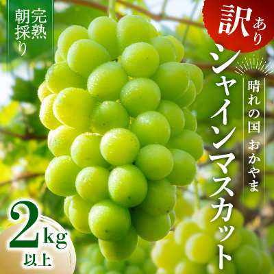 2025年発送【完熟朝採り】訳あり シャインマスカット 2.0kg以上【配送不可地域:離島・北海道・沖縄・東北】【1626587】岡山県井原市13000果物・フルーツマスカット・ぶどう