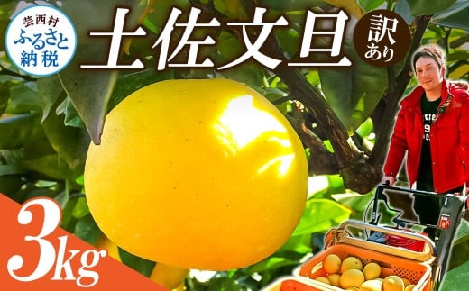 【先行予約】“高知県産”ワケあり土佐文旦(※シミ・キズあり)3kg・サイズおまかせ高知県芸西村6000果物・フルーツみかん・柑橘類