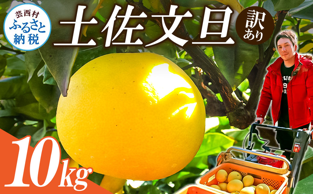 【先行予約】ワケあり土佐文旦(※シミ・キズあり) 10kg・ サイズおまかせ 産地直送 フルーツ 果物 在庫限り高知県芸西村17000果物・フルーツみかん・柑橘類