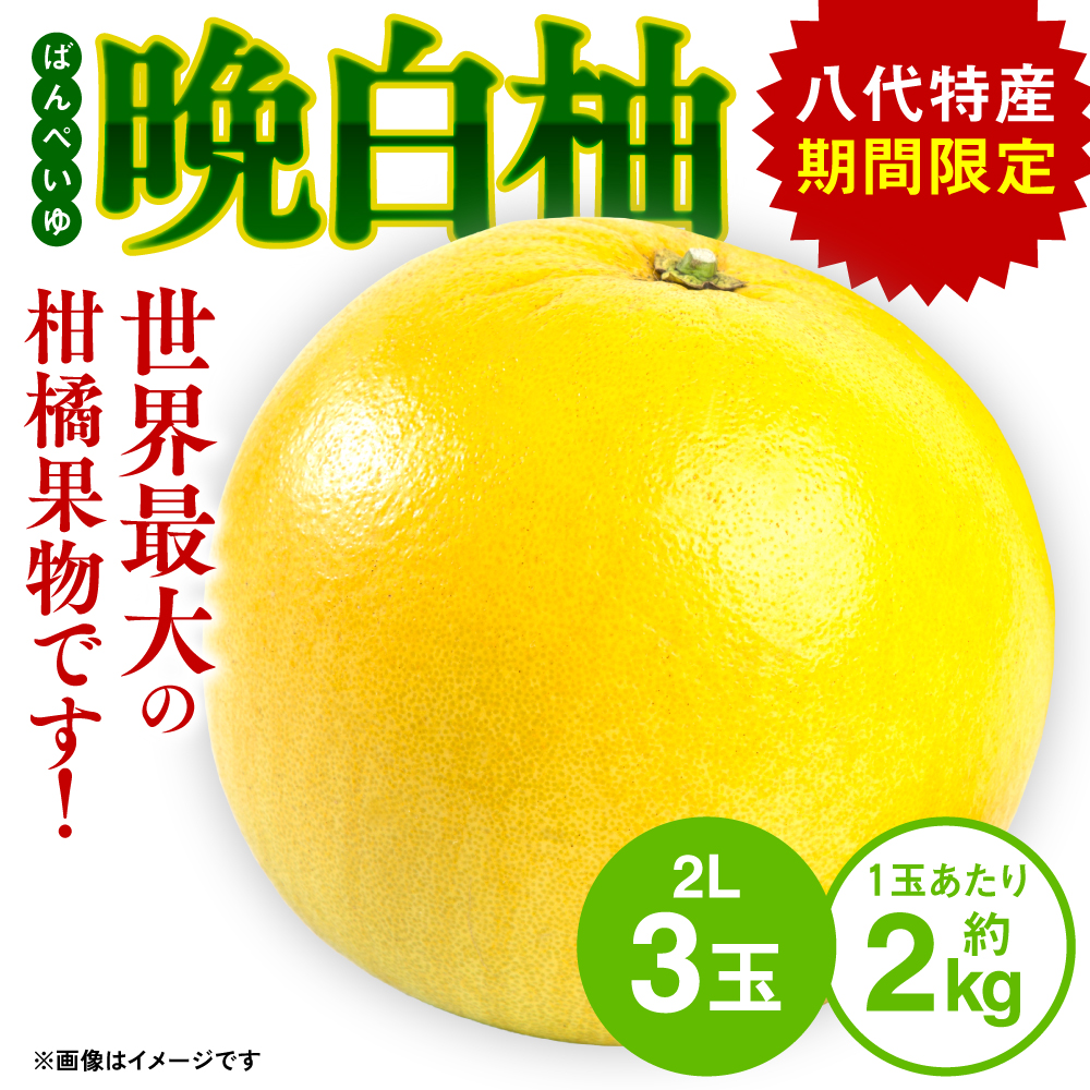 【先行予約】 八代特産 晩白柚 (ばんぺいゆ) 2Lサイズ(約2kg)×3玉 柑橘 果物 フルーツ 熊本県産 ばんぺいゆ フルーツ 柑橘 特産品 【2025年12月上旬より順次発送】熊本県八代市20000果物・フ