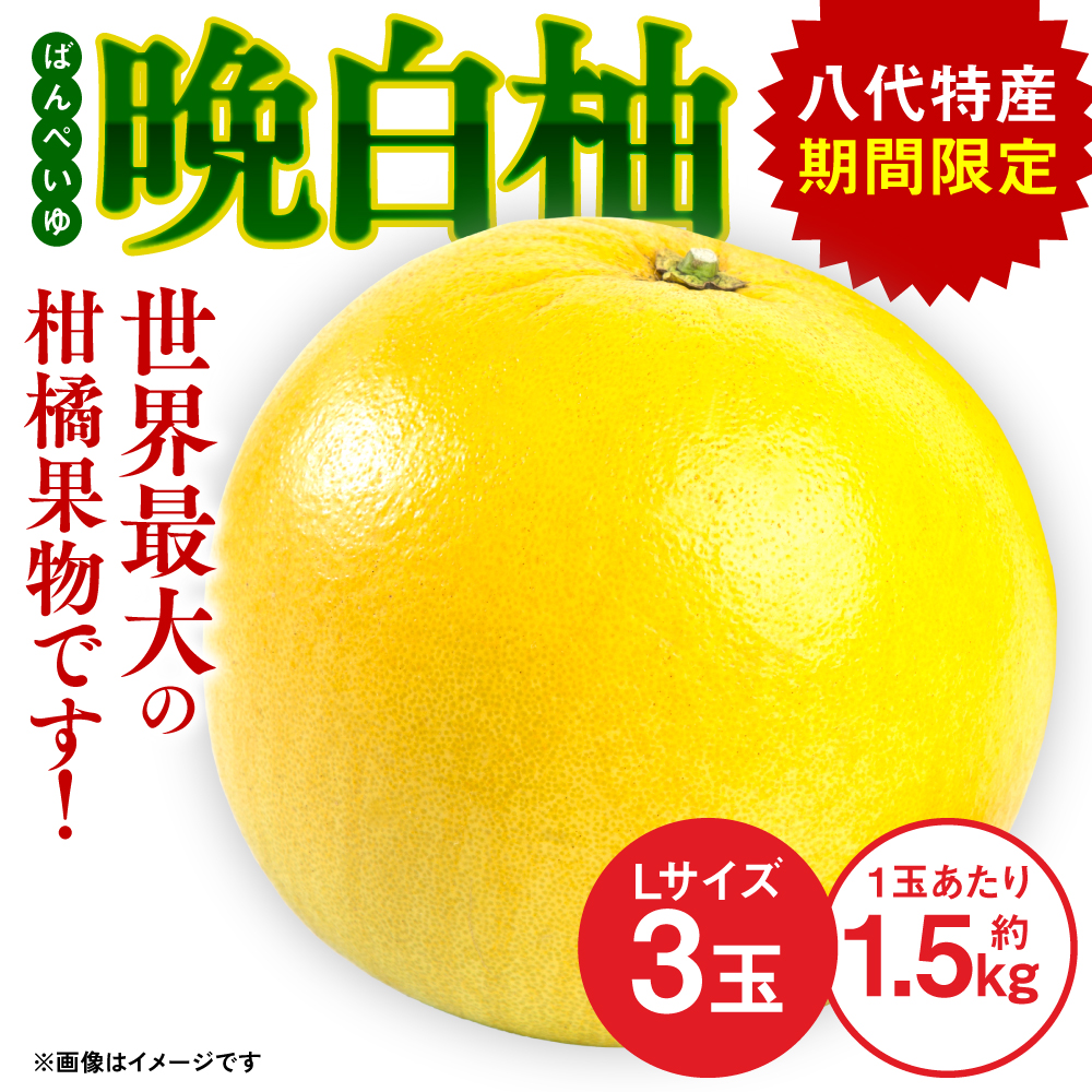 【先行予約】 八代 特産 晩白柚 (ばんぺいゆ)Lサイズ 3玉 柑橘 果物 フルーツ 熊本県産 ばんぺいゆ フルーツ 柑橘 特産品 【2025年12月上旬より順次発送】熊本県八代市17000果物・フルーツみ
