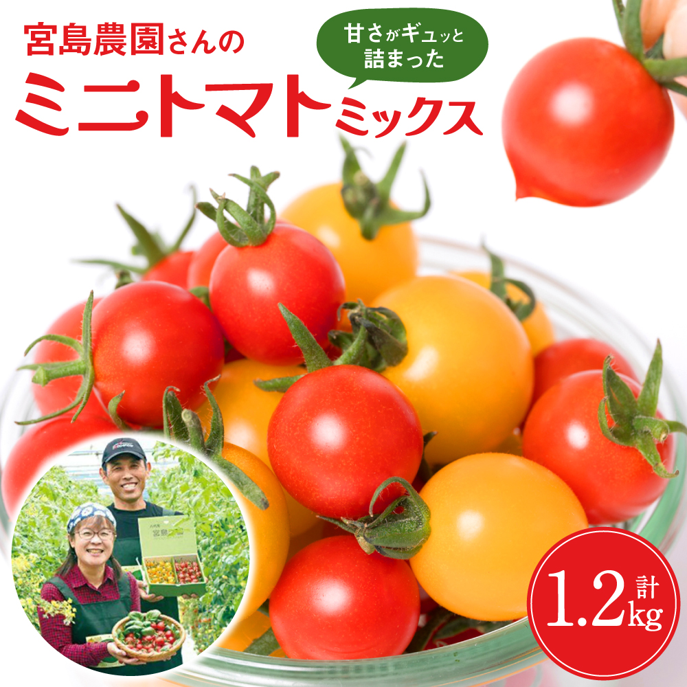 【先行予約】八代市産 宮島農園 ミニトマト (ミックス)1.2kg とまと 野菜 赤トマト 黄色トマト 【2025年12月上旬より順次発送】熊本県八代市10000野菜・きのこトマト