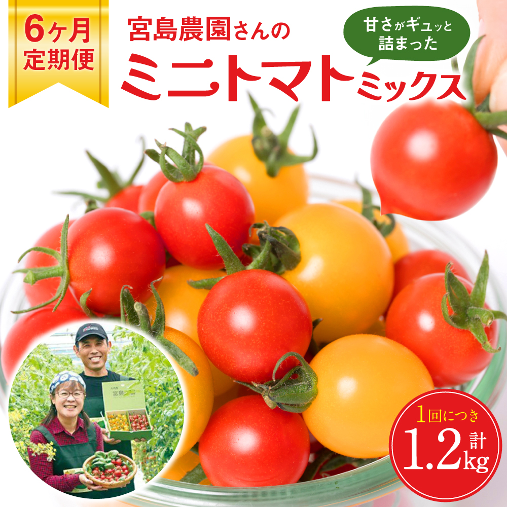 【先行予約】 【定期便6回】ミニトマト (ミックス) 1.2kg×6回 八代市産 宮島農園 とまと 野菜 【2025年12月上旬より順次発送】熊本県八代市60000野菜・きのこトマト