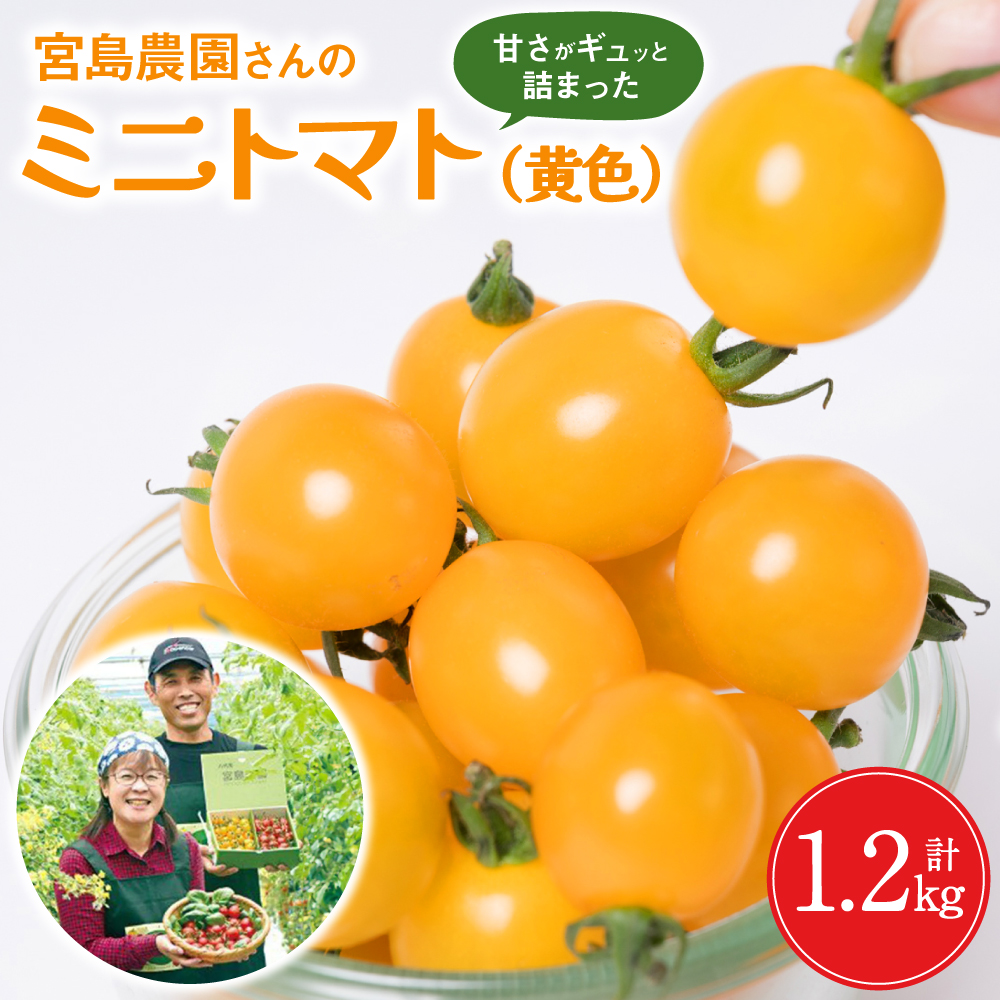 【先行予約】 ミニトマト (黄色) 1.2kg 八代市産 宮島農園 トマト 甘い サラダ 国産 熊本県産 【2025年12月上旬より順次発送】熊本県八代市10000野菜・きのこトマト