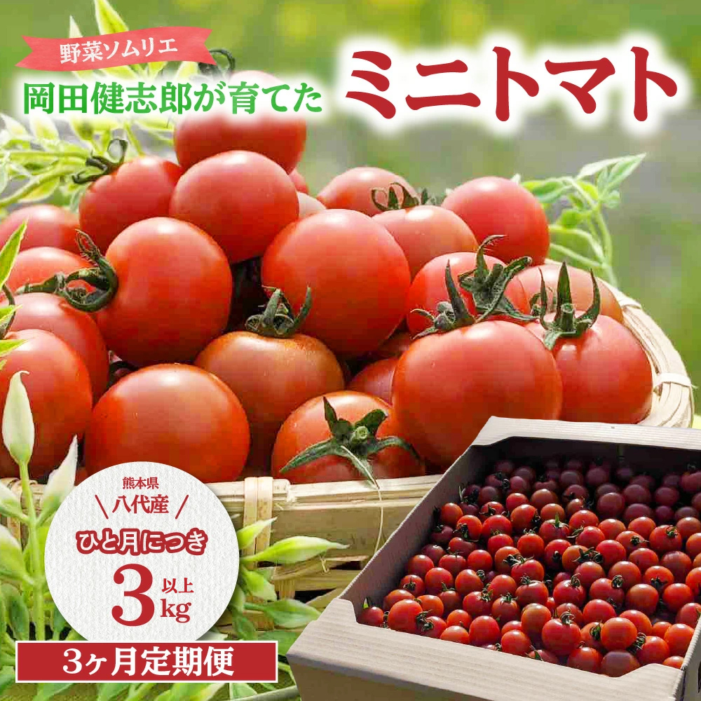 【先行予約】【定期便3回】 野菜ソムリエ岡田健志郎が育てた ミニトマト3kg以上定期便 トマト 野菜 熊本県産 新鮮 サラダ やさい とまと 八代市産 九州 【2025年12月上旬より順次発送】熊本